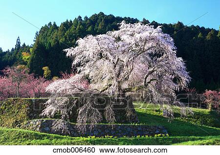 Cherry blossoms in Matabe, Nara Prefecture View Large Photo Image Stock Image - Cherry blossoms in Matabe, Nara Prefecture. Fotosearch