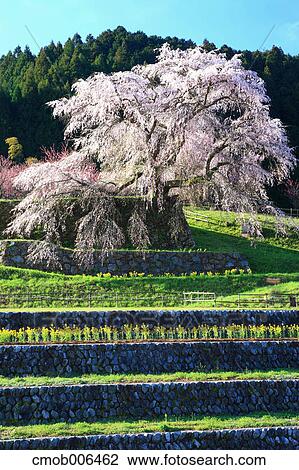Cherry blossoms in Matabe, Nara Prefecture View Large Photo Image Stock Image - Cherry blossoms in Matabe, Nara Prefecture. Fotosearch
