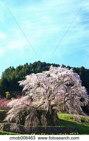 Cherry blossoms in Matabe, Nara Prefecture View Large Photo Image Stock Image - Cherry blossoms in Matabe, Nara Prefecture. Fotosearch