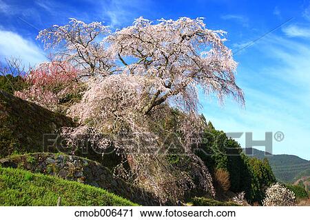 Cherry blossoms in Matabe, Nara Prefecture View Large Photo Image Stock Image - Cherry blossoms in Matabe, Nara Prefecture. Fotosearch