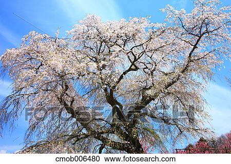 Cherry blossoms in Matabe, Nara Prefecture View Large Photo Image Stock Image - Cherry blossoms in Matabe, Nara Prefecture. Fotosearch