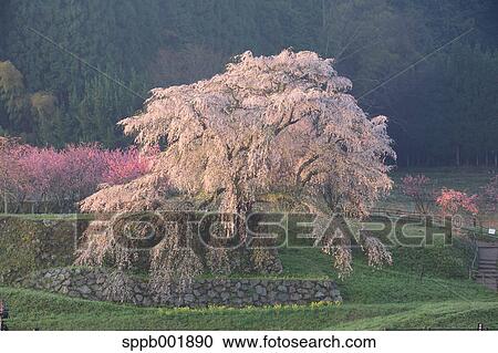 Stock Image - Cherry blossoms in Matabe, Nara Prefecture. Fotosearch