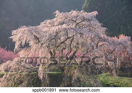 Stock Image - Cherry blossoms in Matabe, Nara Prefecture. Fotosearch