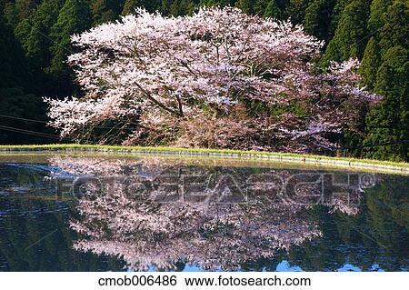 Cherry blossoms in Morokino, Nara Prefecture View Large Photo Image Stock Photograph - Cherry blossoms in Morokino, Nara Prefecture. Fotosearch