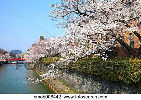 Stock Image - Cherry blossoms over canal, Kyoto. Fotosearch