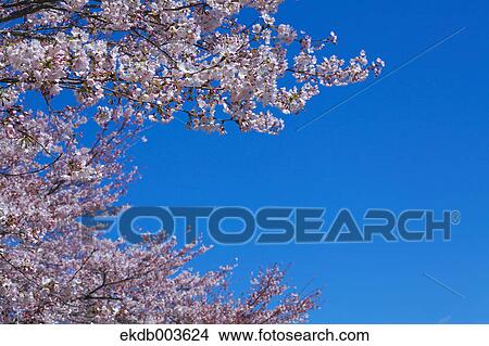 Cherry Blossoms View Large Photo Image Picture - Cherry Blossoms. Fotosearch