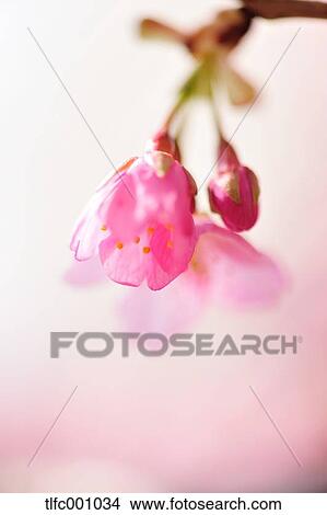 Cherry blossoms View Large Photo Image Picture - Cherry blossoms. Fotosearch