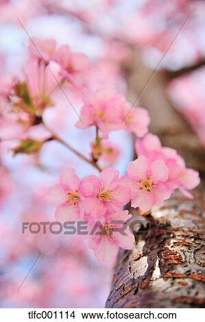 Cherry blossoms View Large Photo Image Picture - Cherry blossoms. Fotosearch