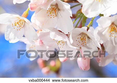 Cherry blossoms View Large Photo Image Picture - Cherry blossoms. Fotosearch