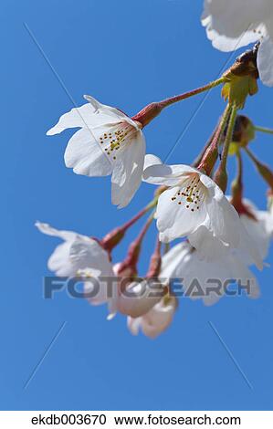 Cherry blossoms, Saitama Prefecture View Large Photo Image Stock Image - Cherry blossoms, Saitama Prefecture. Fotosearch