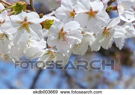 Cherry blossoms, Saitama Prefecture View Large Photo Image Stock Photo - Cherry blossoms, Saitama Prefecture. Fotosearch