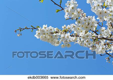 Cherry blossoms, Saitama Prefecture View Large Photo Image Stock Photography - Cherry blossoms, Saitama Prefecture. Fotosearch