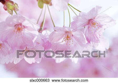 Cherry blossoms View Large Photo Image Stock Image - Cherry blossoms. Fotosearch