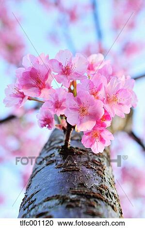 Stock Image - Cherry blossoms. Fotosearch