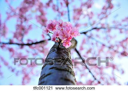 Cherry blossoms View Large Photo Image Stock Image - Cherry blossoms. Fotosearch