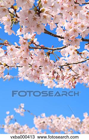 Cherry blossoms View Large Photo Image Stock Image - Cherry blossoms. Fotosearch