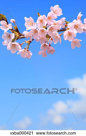 Cherry blossoms View Large Photo Image Stock Image - Cherry blossoms. Fotosearch
