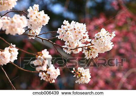 Cherry blossoms View Large Photo Image Stock Photo - Cherry blossoms. Fotosearch