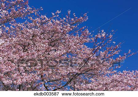 Cherry Blossoms View Large Photo Image Stock Photo - Cherry Blossoms. Fotosearch