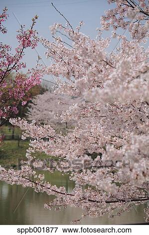 Cherry blossoms View Large Photo Image Stock Photo - Cherry blossoms. Fotosearch