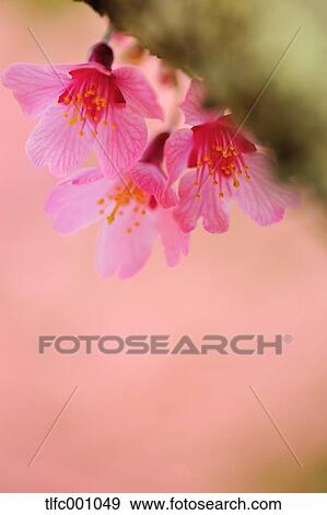 Cherry blossoms View Large Photo Image Stock Photo - Cherry blossoms. Fotosearch