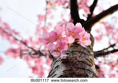 Cherry blossoms View Large Photo Image Stock Photo - Cherry blossoms. Fotosearch