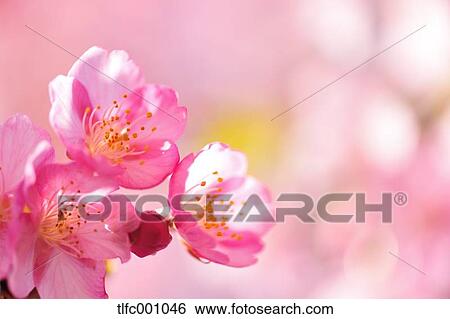 Cherry blossoms View Large Photo Image Stock Photograph - Cherry blossoms. Fotosearch