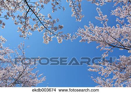 Cherry blossoms, Yamanashi Prefecture View Large Photo Image Picture - Cherry blossoms, Yamanashi Prefecture. Fotosearch