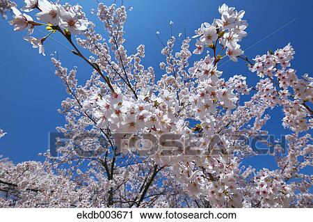 Cherry blossoms, Yamanashi Prefecture View Large Photo Image Stock Image - Cherry blossoms, Yamanashi Prefecture. Fotosearch