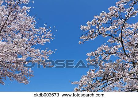 Cherry blossoms, Yamanashi Prefecture View Large Photo Image Stock Image - Cherry blossoms, Yamanashi Prefecture. Fotosearch