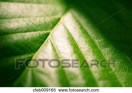 Stock Photography - Cherry leaf. Fotosearch
