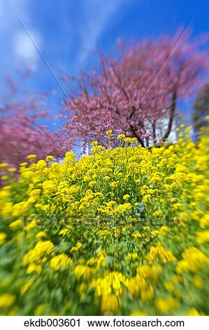 Cherry trees and rape blossoms View Large Photo Image Stock Image - Cherry trees and rape blossoms. Fotosearch