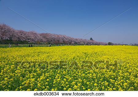 Cherry trees and rapeseed field, Saitama Prefecture View Large Photo Image Picture - Cherry trees and rapeseed field, Saitama Prefecture. Fotosearch