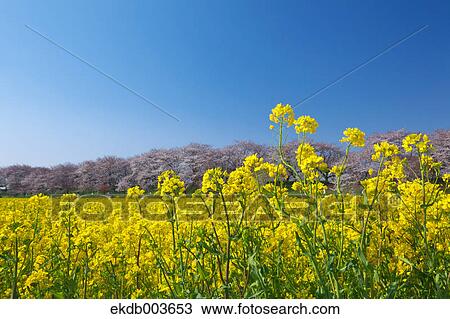Cherry trees and rapeseed field, Saitama Prefecture View Large Photo Image Stock Image - Cherry trees and rapeseed field, Saitama Prefecture. Fotosearch