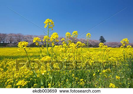Stock Photo - Cherry trees and rapeseed field, Saitama Prefecture. Fotosearch