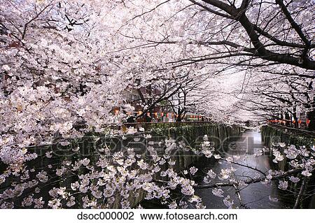 Cherry trees at Meguro River View Large Photo Image Stock Image - Cherry trees at Meguro River. Fotosearch