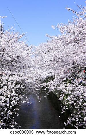 Cherry trees at Meguro River View Large Photo Image Stock Image - Cherry trees at Meguro River. Fotosearch
