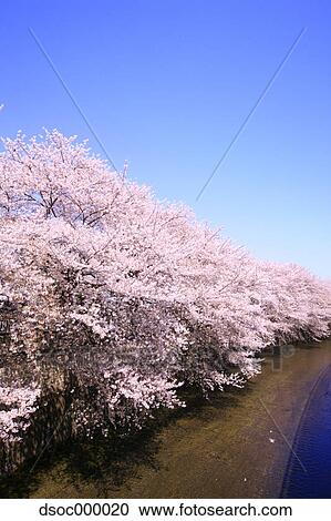 Cherry trees at Shakujii river, Nerima View Large Photo Image Stock Image - Cherry trees at Shakujii river, Nerima. Fotosearch