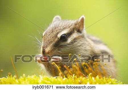 Chipmunk View Large Photo Image Stock Image - Chipmunk. Fotosearch