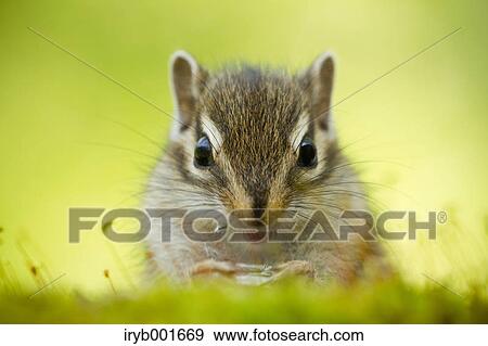 Chipmunk View Large Photo Image Stock Photo - Chipmunk. Fotosearch