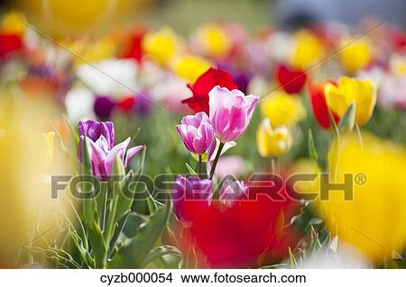 Colorful tulips View Large Photo Image Picture - Colorful tulips. Fotosearch
