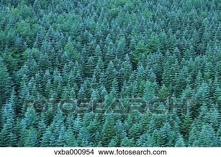 Conifer forest View Large Photo Image Picture - Conifer forest. Fotosearch