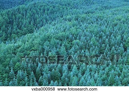 Conifer forest View Large Photo Image Stock Photo - Conifer forest. Fotosearch