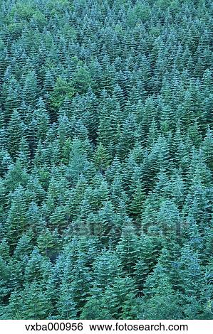Conifer forest View Large Photo Image Stock Photograph - Conifer forest. Fotosearch
