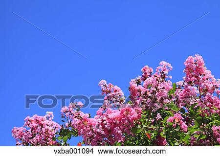 Crape Myrtle flowers and blue sky View Large Photo Image Picture - Crape Myrtle flowers and blue sky. Fotosearch