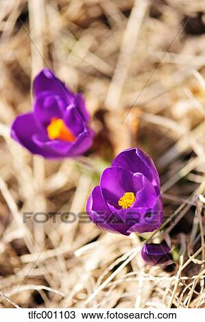 Crocus flowers View Large Photo Image Stock Image - Crocus flowers. Fotosearch