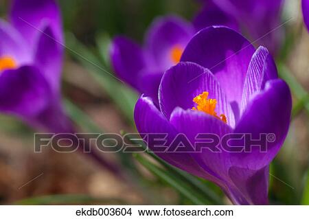 Crocus View Large Photo Image Picture - Crocus. Fotosearch