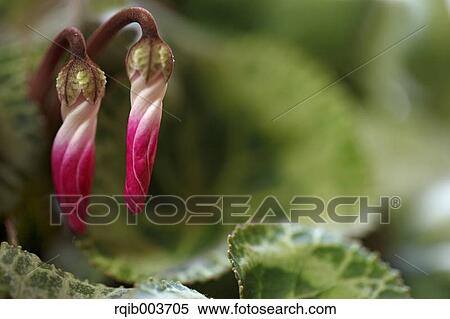 Cyclamen buds View Large Photo Image Stock Photography - Cyclamen buds. Fotosearch