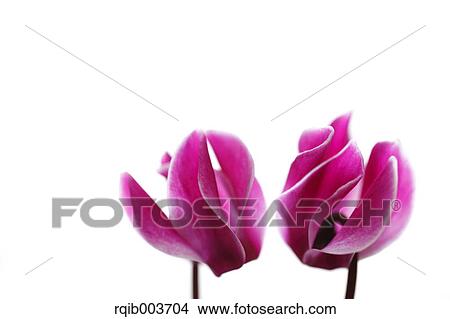 Cyclamen View Large Photo Image Picture - Cyclamen. Fotosearch