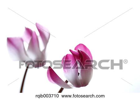 Cyclamen View Large Photo Image Stock Image - Cyclamen. Fotosearch